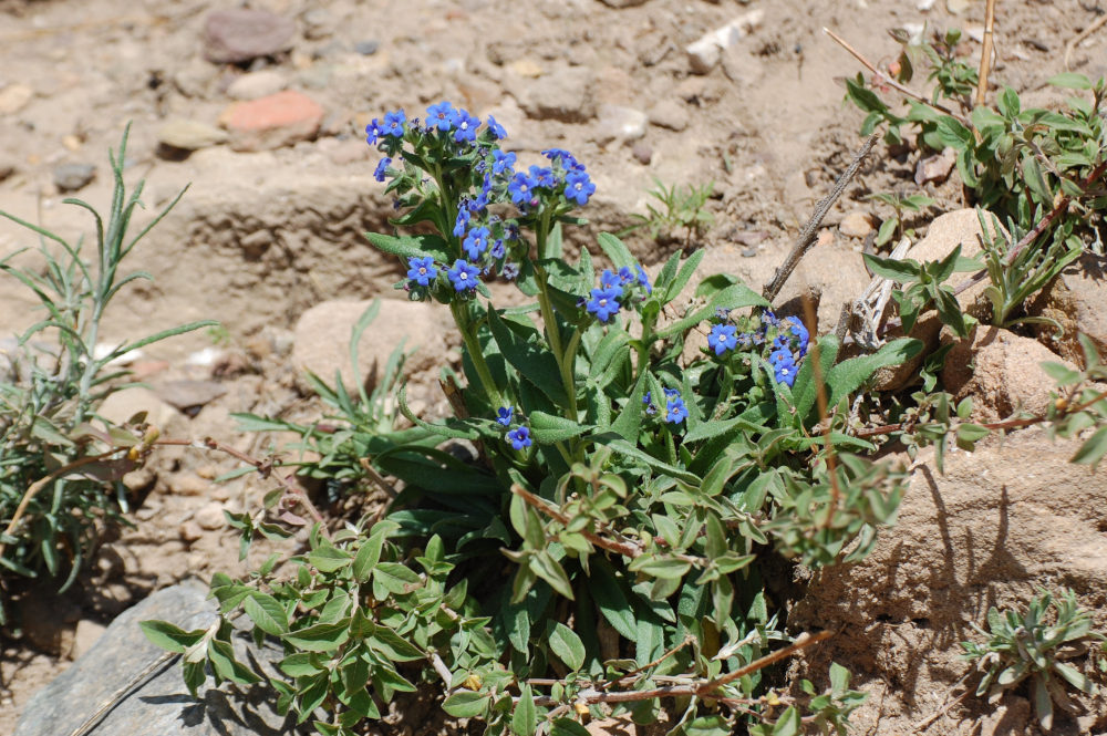 Pianta nel Tigrai (Etiopia): Anchusa affinis (Boraginaceae)